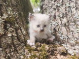 Quatre chatons femelles Sacré de Birmanie LOOF d'avril 2026 à réserver