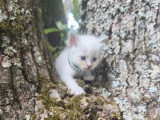 Quatre chatons femelles Sacré de Birmanie LOOF d'avril 2026 à réserver