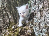 Quatre chatons femelles Sacré de Birmanie LOOF d'avril 2026 à réserver