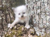 Quatre chatons femelles Sacré de Birmanie LOOF d'avril 2026 à réserver