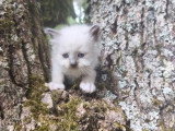 Quatre chatons femelles Sacré de Birmanie LOOF d'avril 2026 à réserver