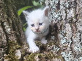 Quatre chatons femelles Sacré de Birmanie LOOF d'avril 2026 à réserver