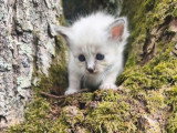 Quatre chatons femelles Sacré de Birmanie LOOF d'avril 2026 à réserver