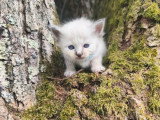 Quatre chatons femelles Sacré de Birmanie LOOF d'avril 2026 à réserver