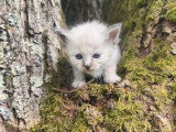 Quatre chatons femelles Sacré de Birmanie LOOF d'avril 2026 à réserver