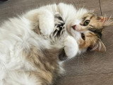 Belle, chatte tricolore à adopter en association