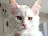 Maine Coon red silver shaded