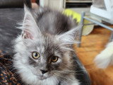 Chatonne Maine Coon LOOF de lignées de champions à vendre