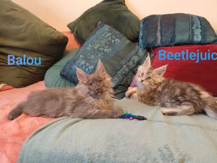 4 chatons Maine Coon mâles inscrits au LOOF de mars 2026 à vendre