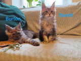 4 chatons Maine Coon mâles inscrits au LOOF de mars 2026 à vendre