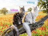 4 chatons Maine Coon mâles inscrits au LOOF de mars 2026 à vendre