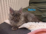 4 chatons Maine Coon mâles inscrits au LOOF de mars 2026 à vendre