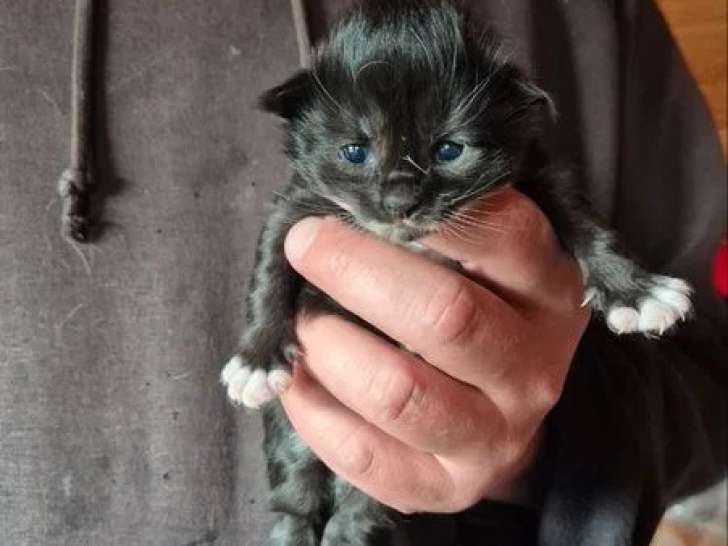 4 chatons Norvégiens mâles à réserver non LOOF nés en mai 2026
