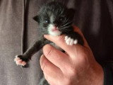 4 chatons Norvégiens mâles à réserver non LOOF nés en mai 2026