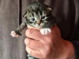 4 chatons Norvégiens mâles à réserver non LOOF nés en mai 2026