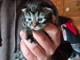 4 chatons Norvégiens mâles à réserver non LOOF nés en mai 2026
