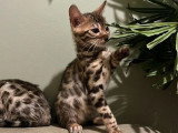 5 mâles 1 femelle Bengal LOOF snow et brown nés mars 2026 à vendre