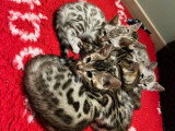5 mâles 1 femelle Bengal LOOF snow et brown nés mars 2026 à vendre