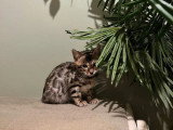 5 mâles 1 femelle Bengal LOOF snow et brown nés mars 2026 à vendre