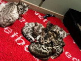 5 mâles 1 femelle Bengal LOOF snow et brown nés mars 2026 à vendre