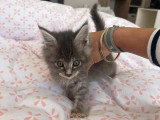 7 chatons Maine Coon de février 2026 non inscrits au LOOF à vendre