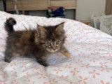 7 chatons Maine Coon de février 2026 non inscrits au LOOF à vendre
