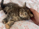 7 chatons Maine Coon de février 2026 non inscrits au LOOF à vendre