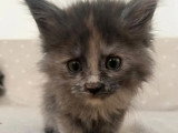7 chatons Maine Coon de février 2026 non inscrits au LOOF à vendre