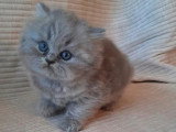 2 chatons British Longhair bleus LOOF à réserver nés en avril 2026