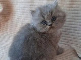 2 chatons British Longhair bleus LOOF à réserver nés en avril 2026