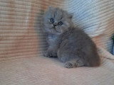 2 chatons British Longhair bleus LOOF à réserver nés en avril 2026