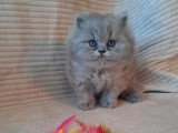 2 chatons British Longhair bleus LOOF à réserver nés en avril 2026