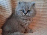 2 chatons British Longhair bleus LOOF à réserver nés en avril 2026