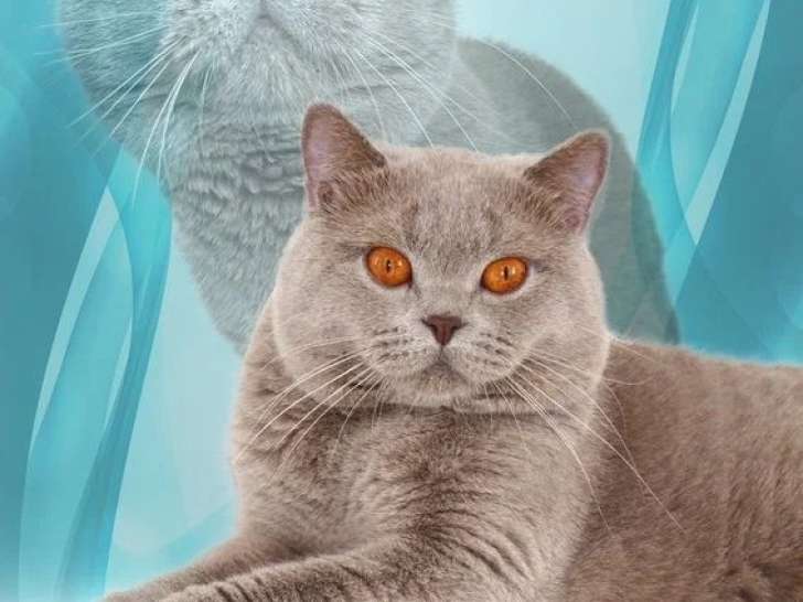 British Shorthair lilas LOOF de 2019 disponible pour saillie