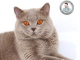 British Shorthair lilas LOOF de 2019 disponible pour saillie