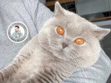 British Shorthair lilas LOOF de 2019 disponible pour saillie