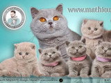 British Shorthair lilas LOOF de 2019 disponible pour saillie