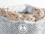 British Shorthair lilas LOOF de 2019 disponible pour saillie