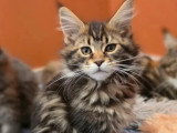 Chaton femelle Maine Coon LOOF brown tortie  à vendre