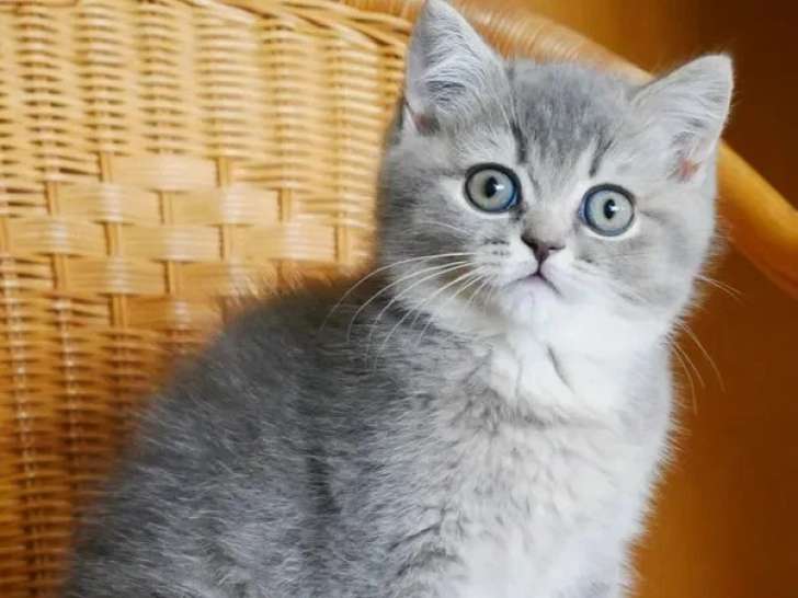 Chaton British Shorthair mâle blue ticked tabby inscrit au LOOF à réservation