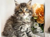 Cinq chatons mâles Maine Coon LOOF nés en avril 2026 disponibles