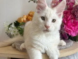 Cinq chatons mâles Maine Coon LOOF nés en avril 2026 disponibles