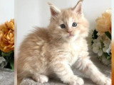 Cinq chatons mâles Maine Coon LOOF nés en avril 2026 disponibles