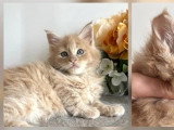 Cinq chatons mâles Maine Coon LOOF nés en avril 2026 disponibles