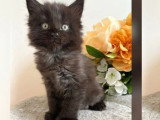 Cinq chatons mâles Maine Coon LOOF nés en avril 2026 disponibles