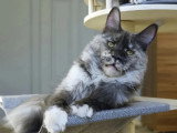 Chatte Maine Coon blue tortie smoke 2 ans inscrite au LOOF à vendre