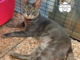 Chat Bengal Blue Tabby Charcoal mâle  LOOF de 2024 pour saillie