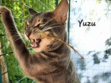 Chat Bengal Blue Tabby Charcoal mâle  LOOF de 2024 pour saillie