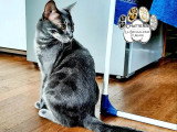 Chat Bengal Blue Tabby Charcoal mâle  LOOF de 2024 pour saillie