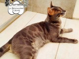 Chat Bengal Blue Tabby Charcoal mâle  LOOF de 2024 pour saillie